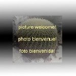 Neoporteria (Pyrrhocactus) villicumensis.jpg